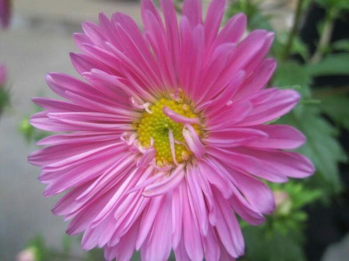 荷兰菊：花中爆款，清热解毒，美化家居