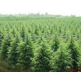 苗圃推荐：几家好苗圃，你了解吗？