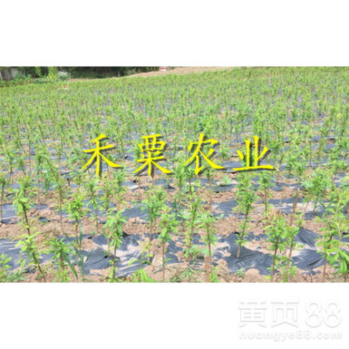 广西山茶油树苗热销中！优质价格，联系获取！