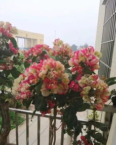 油麻藤种植心得， 分享给你