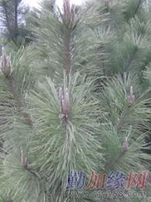 播种量，有讲究