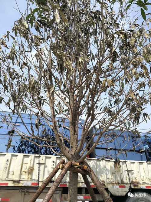 树木移栽后的烦恼：回芽怎么办？