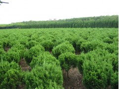 园艺爱好者， 别错过这次机会