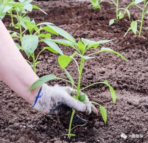 肥料选择， 要用心