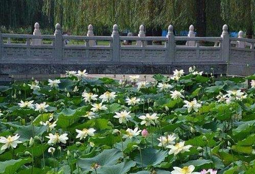 在哈尔滨成功越冬的秘诀：