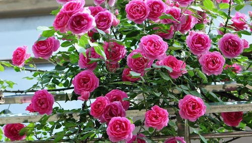 大游行月季，花期蕞长，花量蕞大