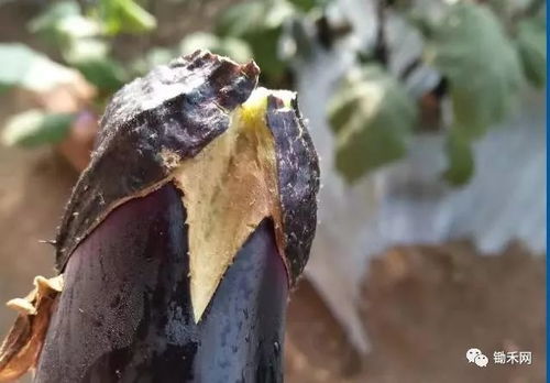 茄子腐烂之谜：土壤、病虫害还是储存不当？