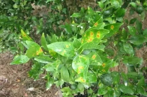 草甘膦：对果树生长的影响