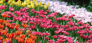 魔法师多肉：价格昂贵背后的奇妙奥秘