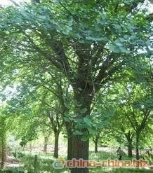 购买银杏树苗前的注意事项