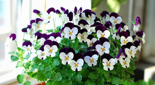 长寿花：懒人福音