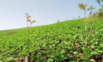 北方药材观光的魅力：大自然的绿色画卷