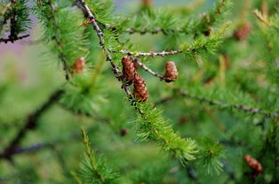 修剪雪松树的小技巧
