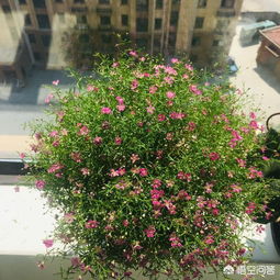 什么时候是种植满天星的最佳月份？