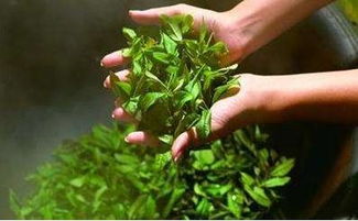 种植10亩茶叶年利润多少？1亩茶叶的年利润是多少