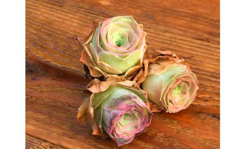 要点四：施肥要适量