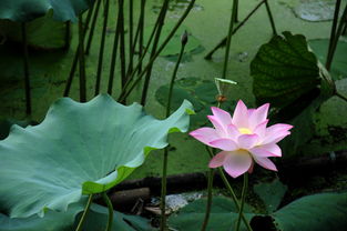 莲花，花中君子