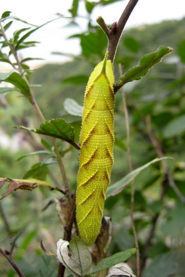 倍硫磷：广谱杀虫， 效果杠杠的