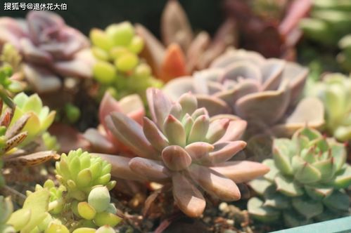 五大经典药用蓝花图鉴