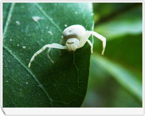 多菌灵：它是个毒药， 但也得小心用