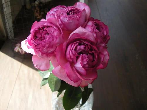 香云月季：五十载的茶香魅力