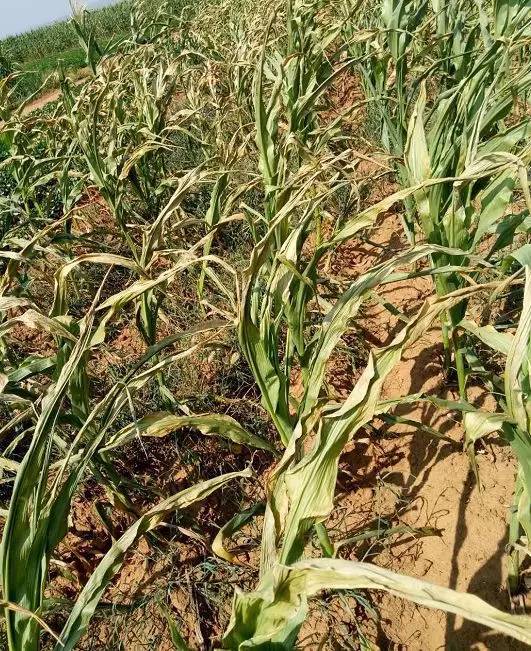 施肥除草剂的适用性