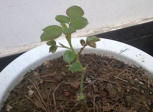 玫瑰花苗真假？看根系