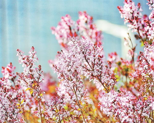 小叶丁香：花香四溢的园林精灵