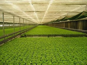 饲料玉米种植技术如何优化，以充分发挥其在饲料中的作用与功效？