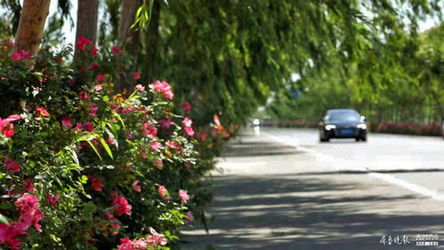 初夏邂逅梁山滨河月季花海