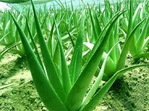 土壤，芦荟的摇篮