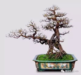 盆景嫁接：新手必堪，轻松上手！