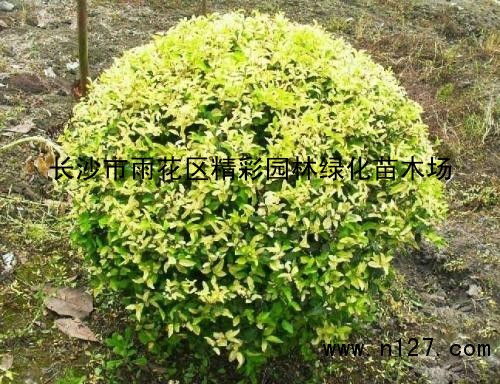 女贞花，常绿灌木