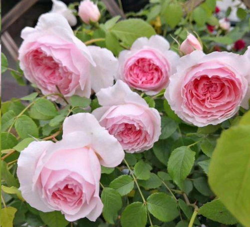 月季花的价格大揭秘：红从容一年生月季在浙江江苏的批发价