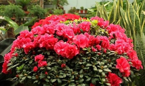 杜鹃花开尽，花落谁家