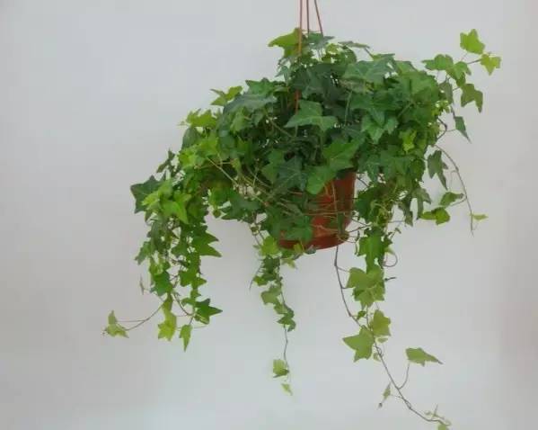 · 常春藤：垂吊效果美，嫩净化空气