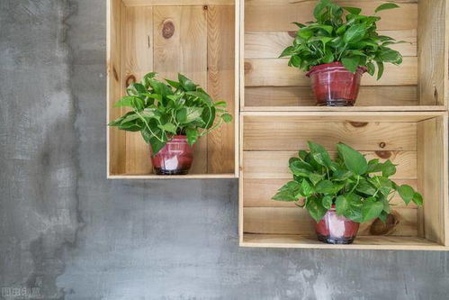 土壤要讲究， 品种要搭配