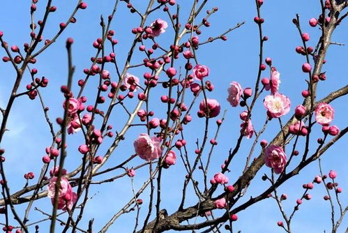 梅花未开花，枝头藏秘密