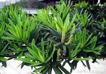 养护雪松，有啥秘诀吗？