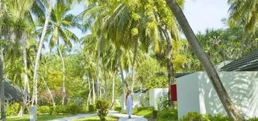 假日岛安提瓜月季， 美丽花儿种植记