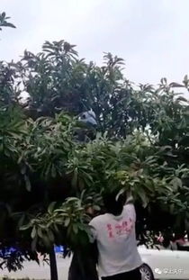 园林树木病虫害防治的重要性