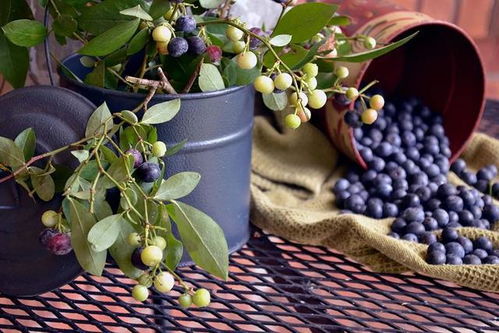 10种适合庭院种植的果树