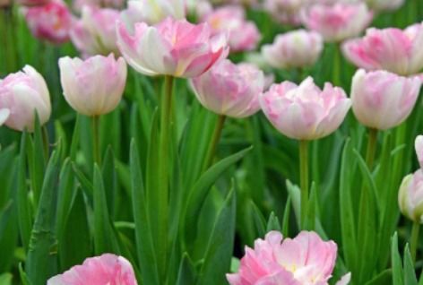 如何在朋友圈秀出我家阳台的花花草草，让它成为焦点？