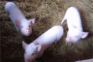 为什么产房仔猪需要进行三针保健措施？