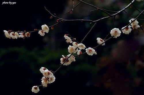梅花为何冬季不掉叶？
