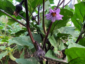 五月份， 菜园里的五彩斑斓