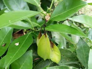 如何防治病虫害？