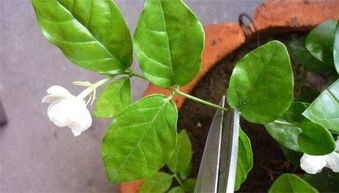 小树花修剪的误区与技巧