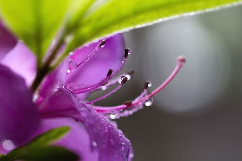 “紫罗兰花语：思念如潮，心有所系”