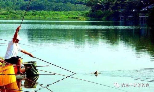 水库钓鲫鱼，选择开阔水域、水草边缘或洄游路线